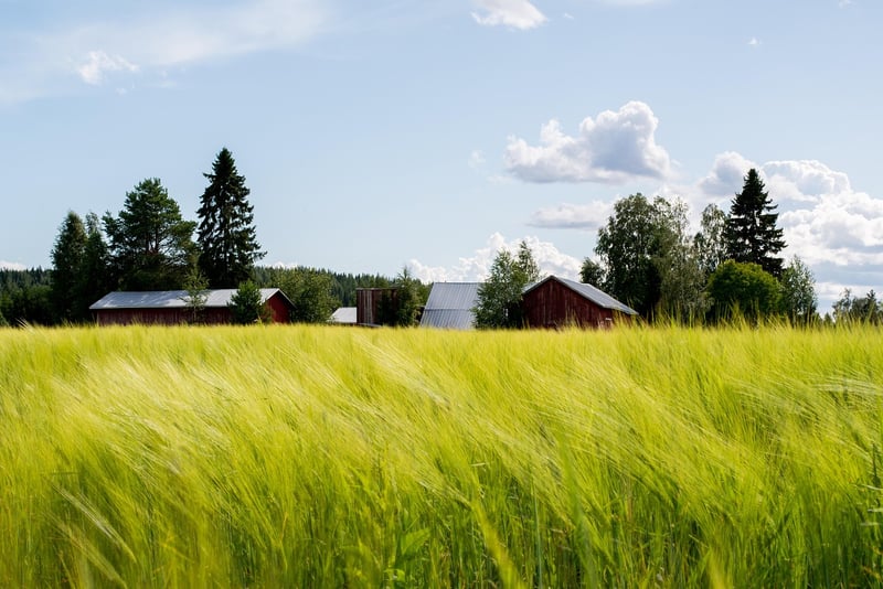 Summer Crops