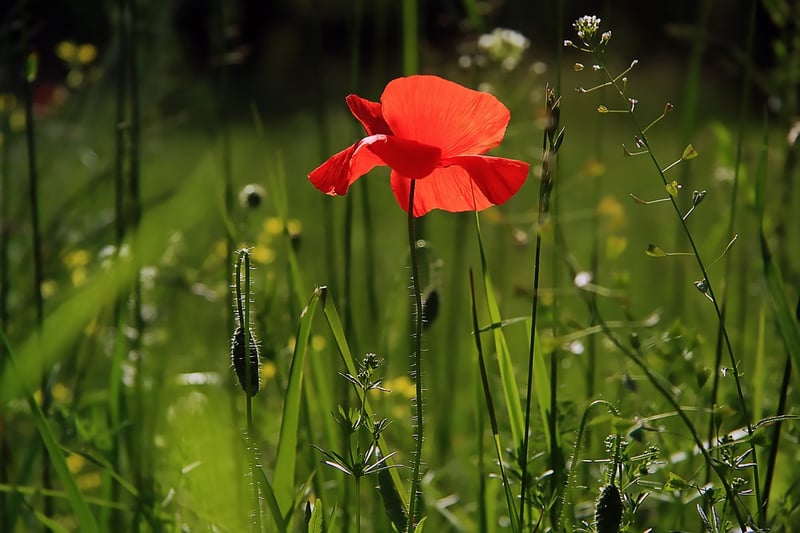 Shared Garden