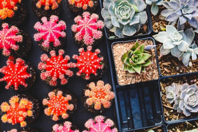 Urban Gardening