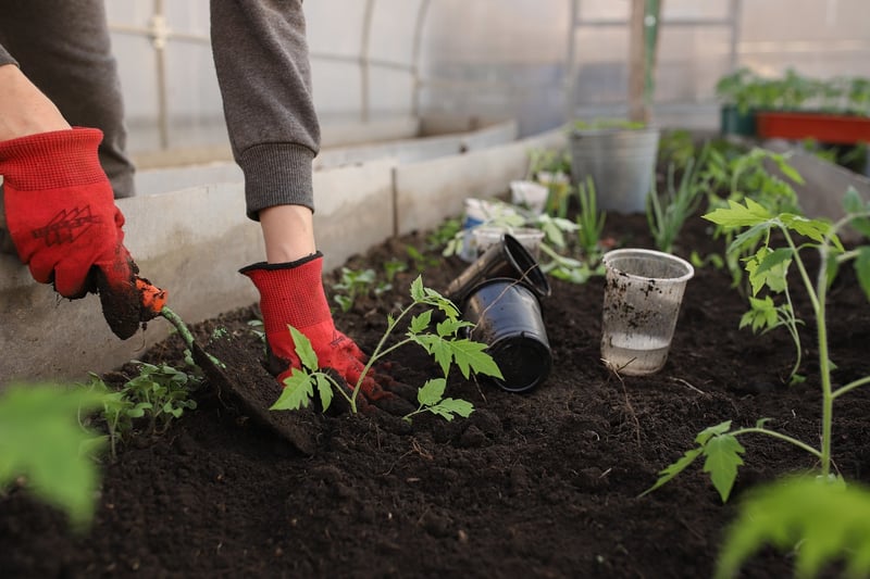 Vegetable Patch